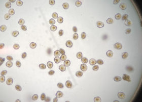 D-Hinge Larvae
D-hinge oyster larvae two days after hatching. It will take larvae about 14 days for the larvae to grow to the eyed larvae stage when it’s ready to set.