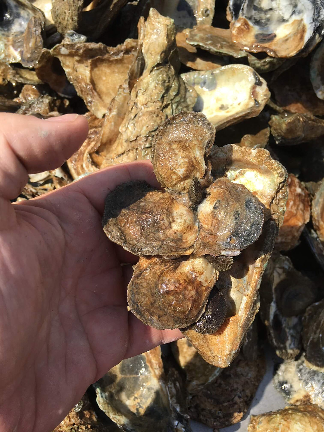 Importance of Oysters